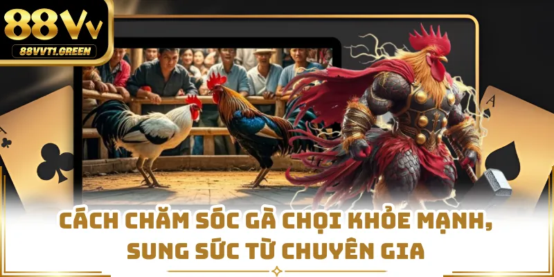 Cách Chăm Sóc Gà Chọi Khỏe Mạnh, Sung Sức Từ Chuyên Gia