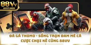 Đá Gà Thomo - Sống Trọn Đam Mê Cá Cược Chọi Kê Cùng 88VV
